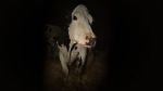 Watch Cow M4ufreemovies