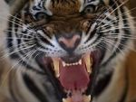 Watch 20 Animals That Will Kill You M4ufreemovies