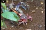 Watch March of the Crabs M4ufreemovies