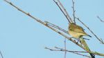 Watch Attenborough\'s Wonder of Song (TV Special 2022) M4ufreemovies