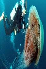 Watch Monster Jellyfish M4ufreemovies
