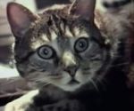 Watch Cat Listening to Music (Short 1988) M4ufreemovies