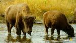 Watch The Last Buffalo M4ufreemovies