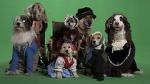 Watch Heidi 4 Paws M4ufreemovies