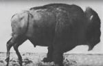Watch Buffalo Running M4ufreemovies