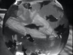 Watch Bocal aux poissons-rouges M4ufreemovies