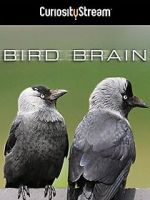 Watch Bird Brain M4ufreemovies