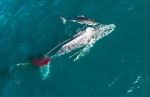 Watch Shark vs. Whale M4ufreemovies